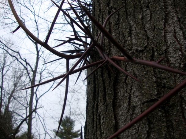 Polievka s hríbovým prachom – Zelenoštvrtková (fotorecept) - obrázok 10
