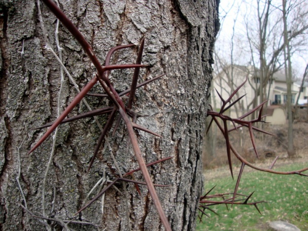 Polievka s hríbovým prachom – Zelenoštvrtková (fotorecept) - obrázok 11
