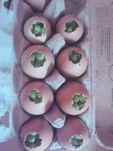 Aspikové vajíčka - obrázok 2