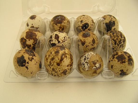 Prepeličie hniezdočká (fotorecept) - obrázok 1