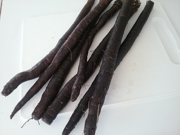 Cestovina s hadomorom (čierny koreň) - obrázok 2