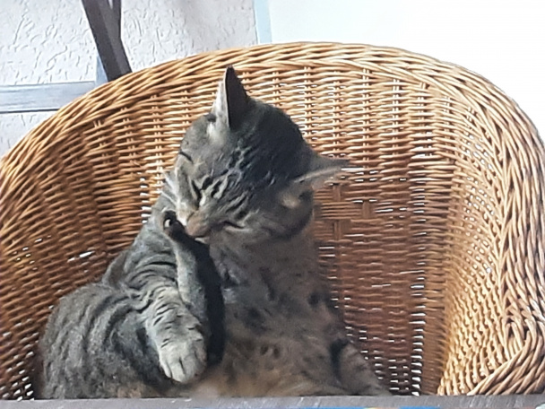 Krevety s cestovinami (fotorecept) - obrázok 10