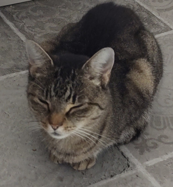 Pečené gaštany z teplovzdušnej fritézy (fotorecept) - obrázok 7