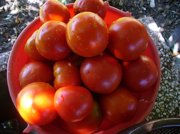 Apetitka zo zelenej papriky (fotorecept) - obrázok 1