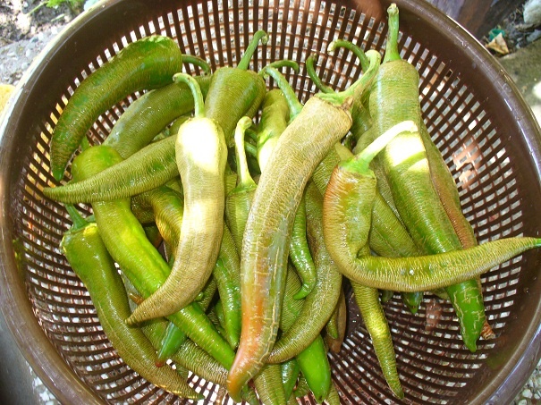 Apetitka zo zelenej papriky (fotorecept) - obrázok 2