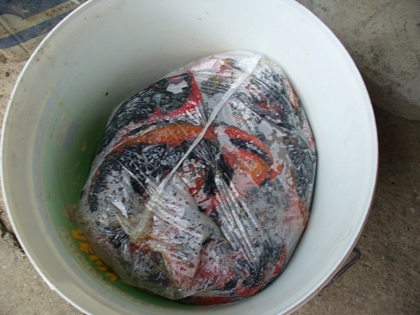 Pravý macedónsky ajvar (fotorecept) - obrázok 4