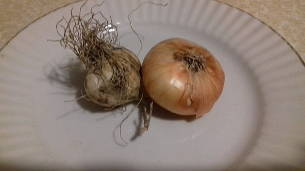 Fazuľová polievka s mätou (fotorecept) - obrázok 2