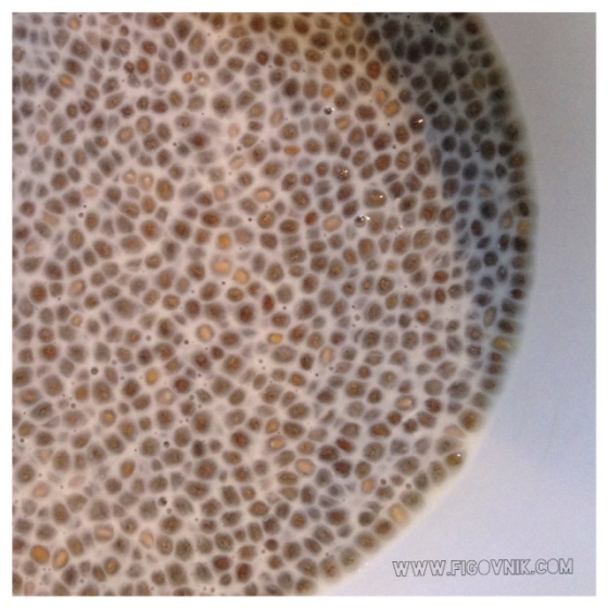 Chia puding - obrázok 1