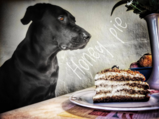 Medový koláč (fotorecept) - obrázok 5