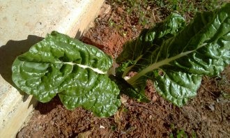 Vyprážaný syr v špenátovom liste (fotorecept) - obrázok 8