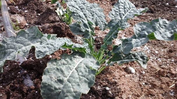 Kuracie stehná dusené s toskánskym kelom na haluškách s bylinkami (fotorecept) - obrázok 1