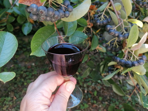 Likér z arónie - obrázok 5