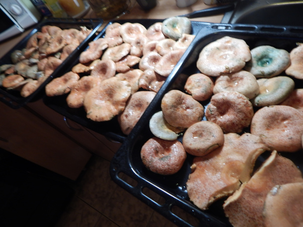 Rýdziky pečené na masle - obrázok 1