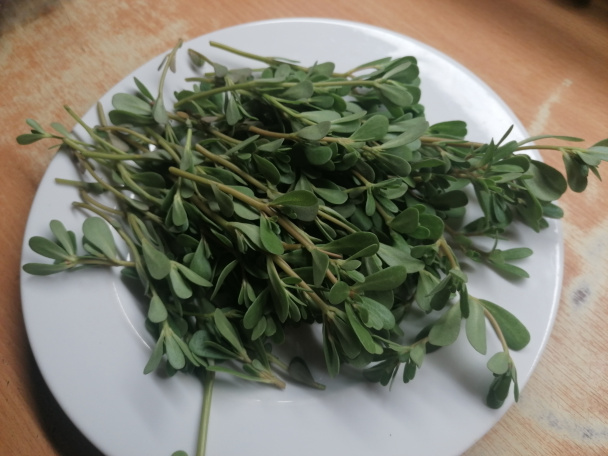 Pesto z portulaky zeleninovej (fotorecept) - obrázok 1