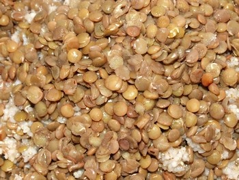 Mačací tanec (fotorecept) - obrázok 2