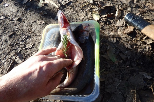 Pstruh na masle s rozmarínom (fotorecept) - obrázok 3