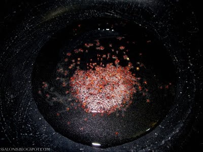 Ryžové vločky so zemiakmi (fotorecept) - obrázok 2