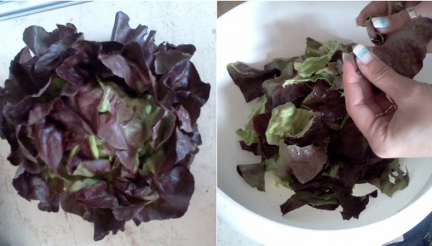 Šalátová polievka dubový list - obrázok 1