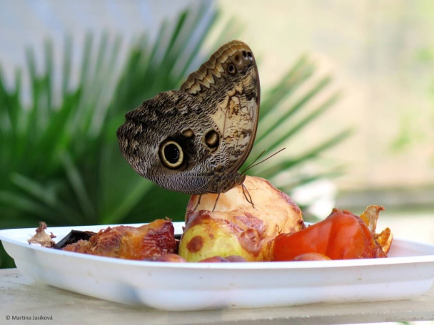 Prevrátený perník (fotorecept) - obrázok 10