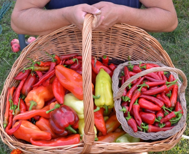 Papriková nátierka Saba (fotorecept) - obrázok 1
