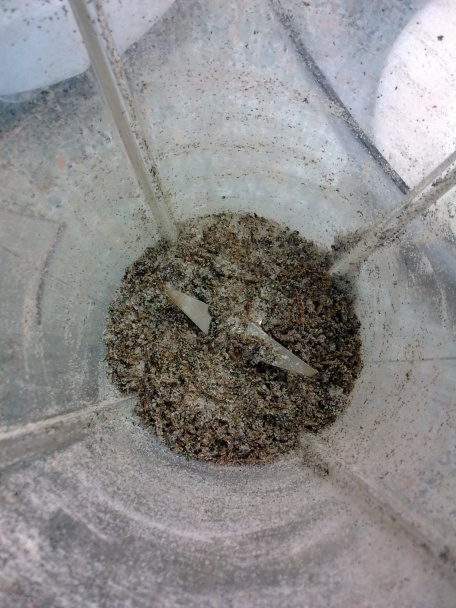 Domáci vanilkový cukor (fotorecept) - obrázok 1