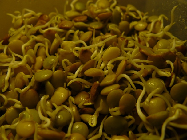 Raňajkové variácie s naklíčenou šošovicou - obrázok 1