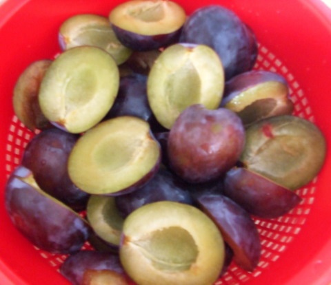 Obľúbený slivkový koláč (fotorecept) - obrázok 3