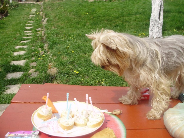 Plnený Camembert (fotorecept) - obrázok 9