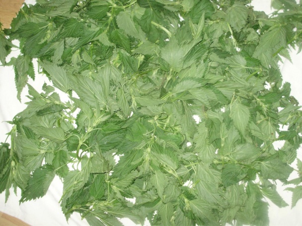 Žihľavový sirup (fotorecept) - obrázok 1