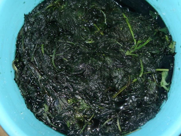 Žihľavový sirup (fotorecept) - obrázok 2