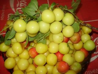 Mirabelkové rezy s pudingom (fotorecept) - obrázok 5