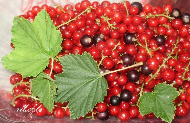 Ríbezľový koláčik  s kokosom (fotorecept) - obrázok 2