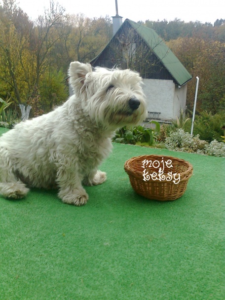 Mrkvové sušienky pre našich psíkov (fotorecept) - obrázok 7