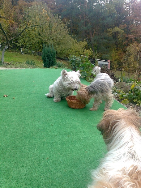Mrkvové sušienky pre našich psíkov (fotorecept) - obrázok 8