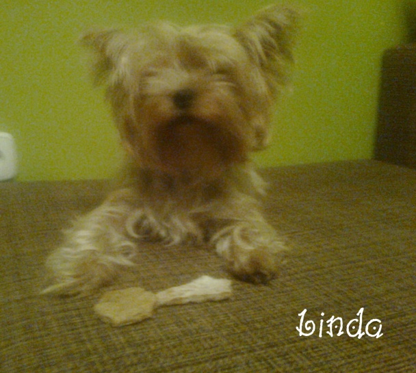 Keksíky pre moje psíky3. (fotorecept) - obrázok 13