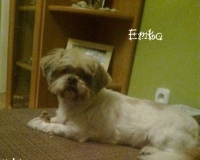 Keksíky pre moje psíky3. (fotorecept) - obrázok 12