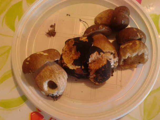 Kuracie štvrte s dubákmi - obrázok 1