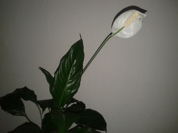 Bravčové srdce na vajcovom chlebíku (fotorecept) - obrázok 10