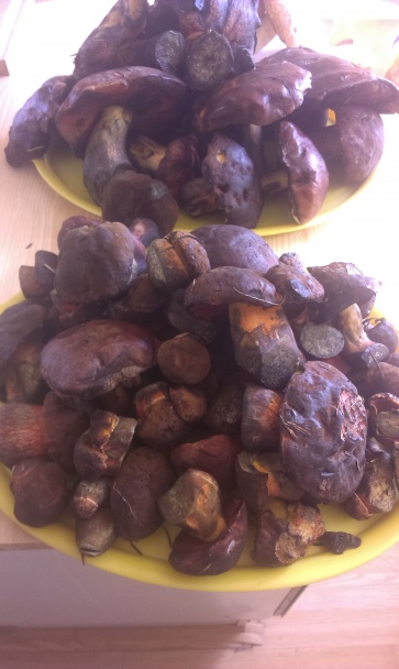 Hubová paštéta (fotorecept) - obrázok 1