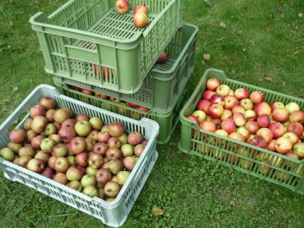 Kotlíkový baraní guláš (fotopostup) - obrázok 11