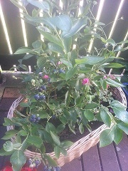 Jednoduchý syrový páj Västerbottensostpaj - obrázok 2