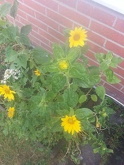 Paprikové rezne (fotorecept) - obrázok 4