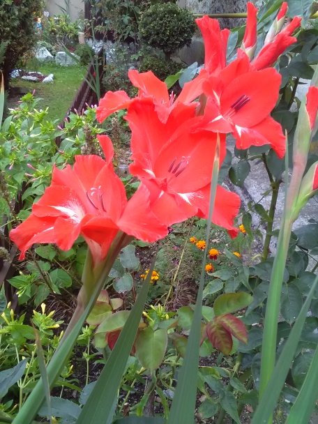 Jablkovo-marhuľová žemľovka (fotorecept) - obrázok 7