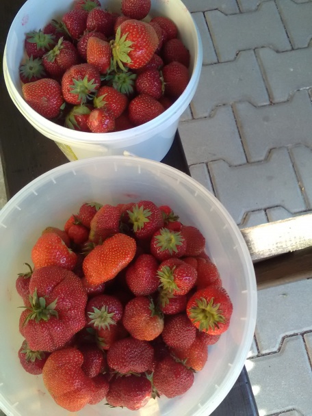 Fantastický pudingovo-jahodový koláč (fotorecept) - obrázok 12