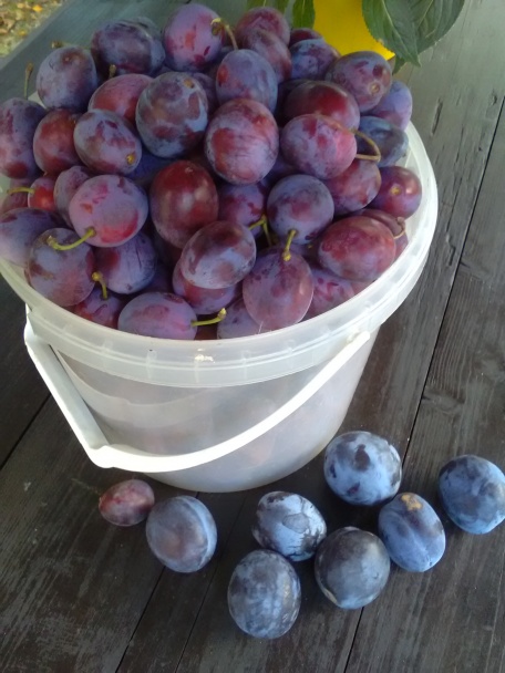 Rýchly slivkový koláč (fotorecept) - obrázok 8