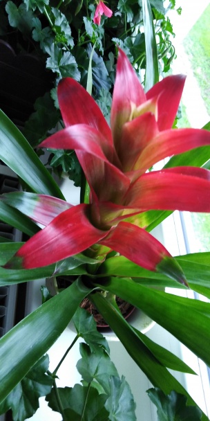 Hrnčekový kokosový koláč bez vajíčka (fotorecept) - obrázok 7