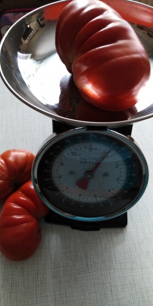 Domáci kečup (fotorecept) - obrázok 3