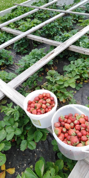 Jahodový sirup (fotorecept) - obrázok 3