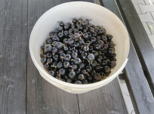 Josta lekvár s jablkami (fotorecept) - obrázok 1