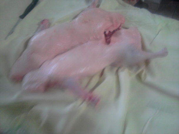 Plnená pečená kačka (fotorecept) - obrázok 3